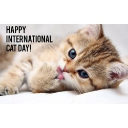 Ziua internationala a Pisicilor